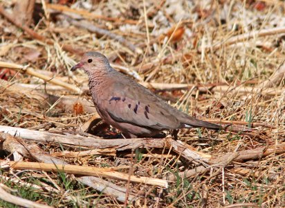 GROUND-DOVE, COMMON (3-16-11) sonoita creek state natural area, scc az -07