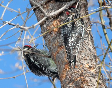 SAPSUCKER, RED-NAPED (12-21-10) pena blanca lake, scc, az -01