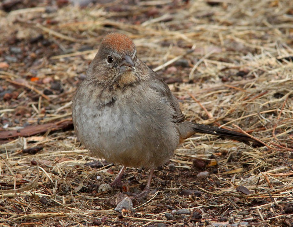 TOWHEE, CANYON (1-10-10) az -03