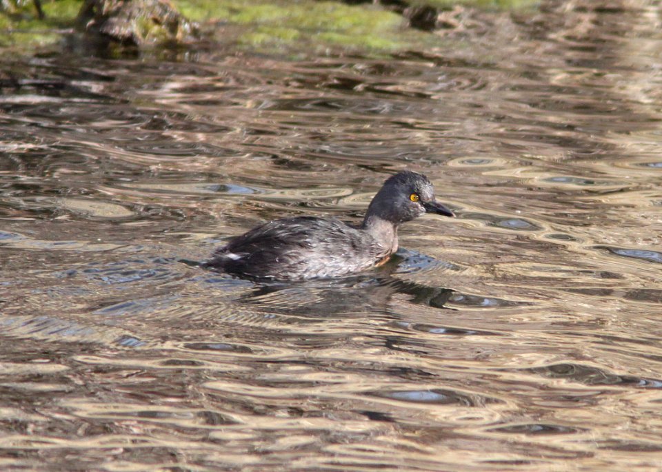GREBE, LEAST (3-7-11) pena blanca lake, scc, az -05