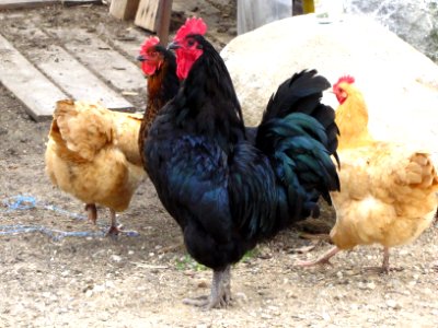 Rooster and Hens