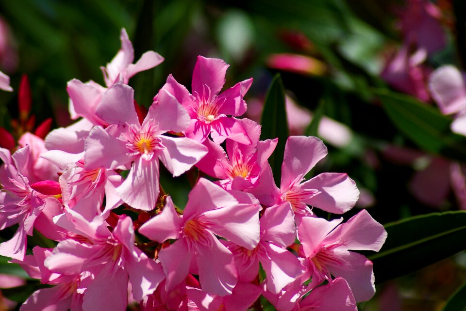 Flowers oleander plants