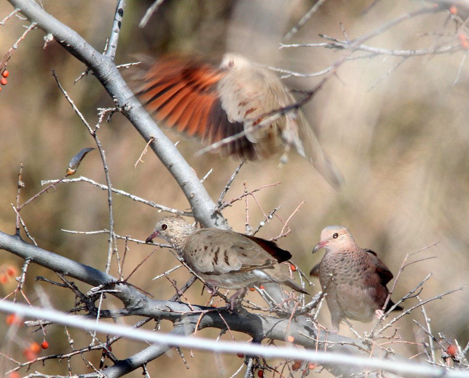GROUND-DOVE, COMMON (3-16-11) sonoita creek state natural area, scc az -03