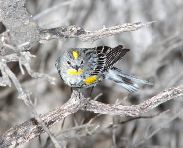 WARBLER, YELLOW-RUMPED (3-7-11) pena blanca lake, scc, az -02