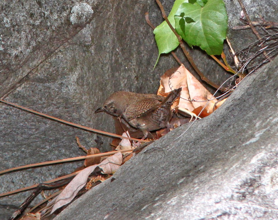 WREN, HOUSE (5-25-11) vault mine trail. madera cyn, scc, az -05 (different bird and song than other wren same date)