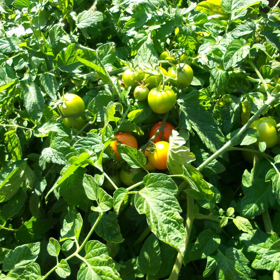 Gardering vegetables vitamins