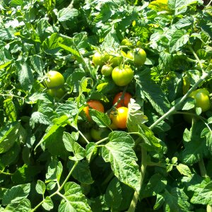 Gardering vegetables vitamins