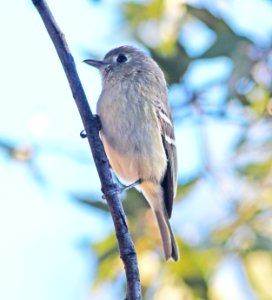 VIREO, HUTTON'S (12-10-10) flux cyn rd. patagonia hills, scc, az -01