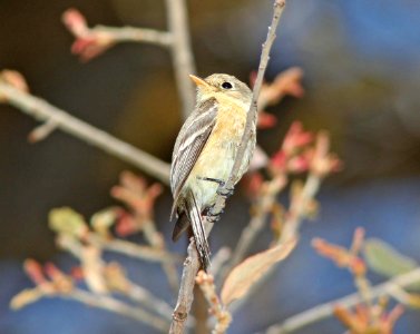 FLYCATCHER, BUFF-BREASTED (4-8-11) huachuca cyn, cochise co, az -01