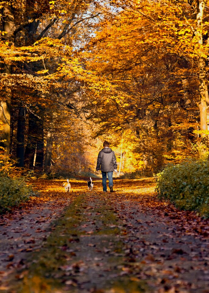 Dog fall leaves mood