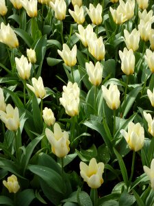 Blossom bloom plant photo