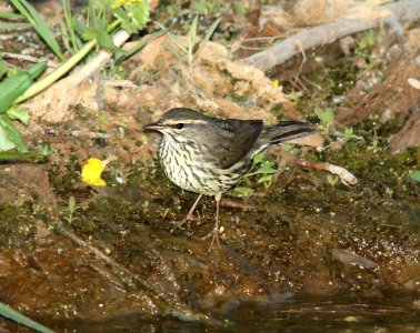 WATERTHRUSH, NORTHERN (5-8-11) de anza trail, tumacacori, scc, az -03