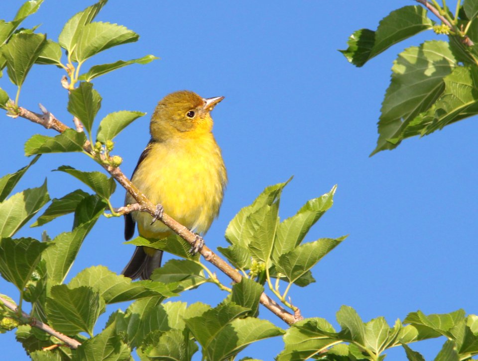 TANAGER, WESTERN (5-11-11) kino springs, scc, az -01