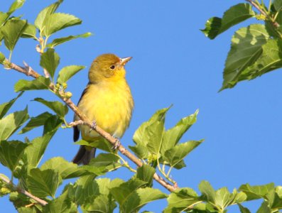 TANAGER, WESTERN (5-11-11) kino springs, scc, az -01