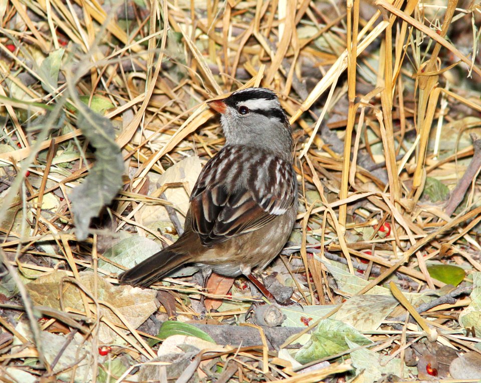 SPARROW, WHITE-CROWNED (12-8-10) oriantha race, santa gertrudis lane, scc, az -02