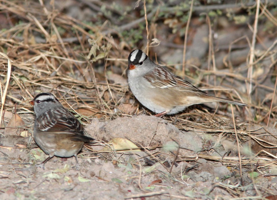 SPARROW, WHITE-CROWNED (12-8-10) oriantha race, santa gertrudis lane, scc, az -01
