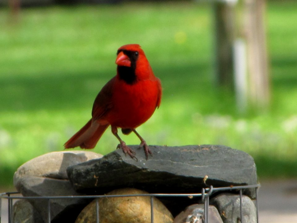 Male Cardinal