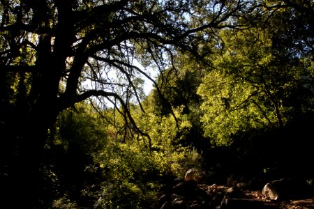 MONTOSA CANYON, scc, az -05