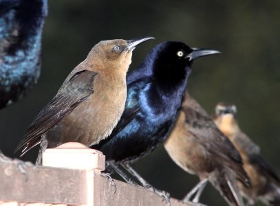 GRACKLE, GREAT-TAILED (12-12-10) patagonia lake, scc, az -03