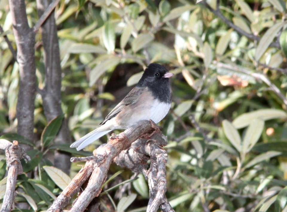 JUNCO, DARK-EYED (12-16-10) gray-headed, humboldt cyn, scc, az -01