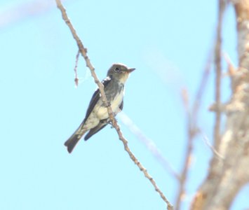 FLYCATCHER, OLIVE-SIDED (5-14-11) pena blanca lake, scc.az -01