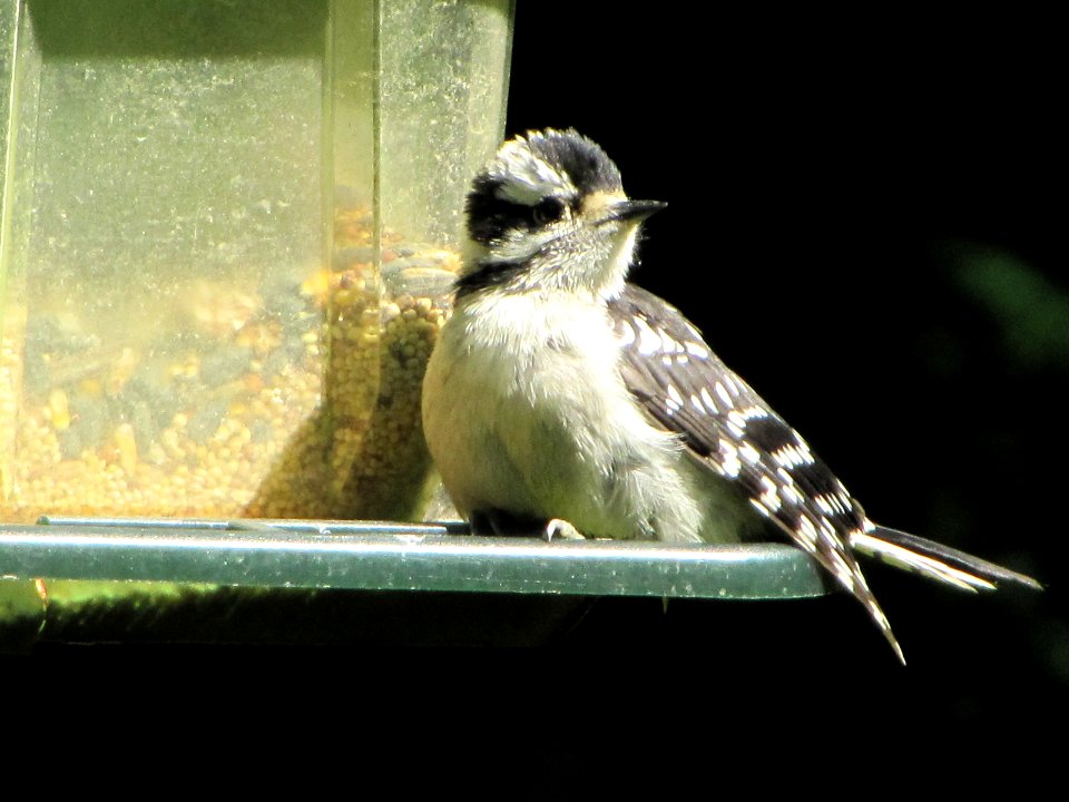 Juvenile Downy Woodpecker