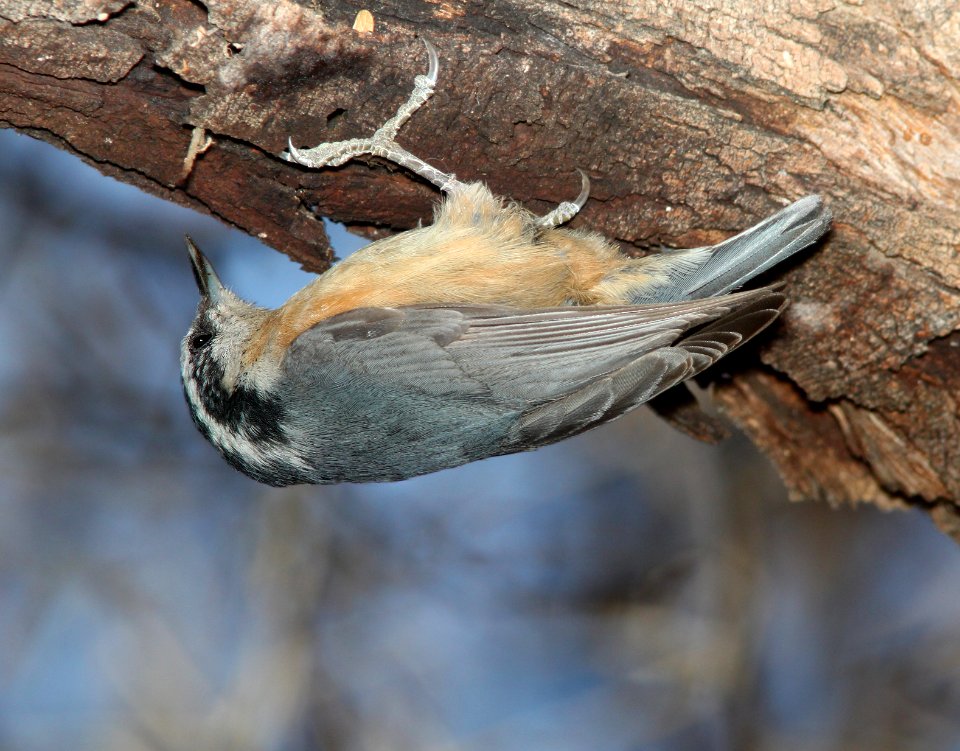 NUTHATCH, RED-BREASTED (1-15-11) patagonia lake, scc, az -05