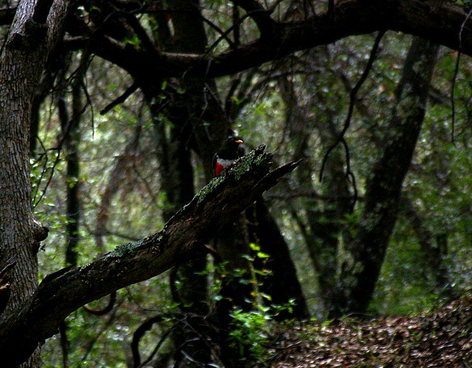 TROGON, ELEGANT (8-5-06) male, mad cyn, az-1