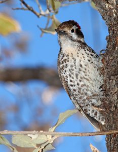 WOODPECKER, ARIZONA (3-23-11) sierra vista, cochise co, az -03