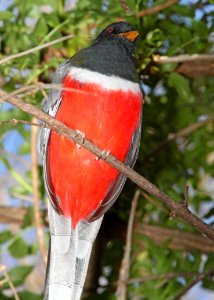 TROGON, ELEGANT (3-20-11) patagonia lake sate park, scc, az -06