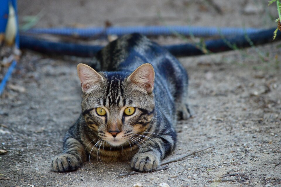 Hunting dam carnivorous photo