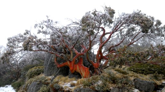 Snow Gum - NSW Snowy Mountains