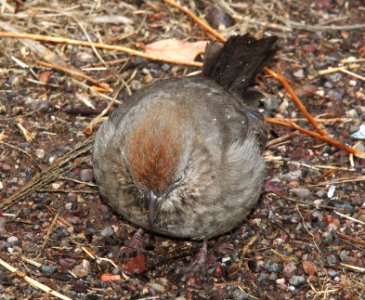 TOWHEE, CANYON (1-10-10) az -04
