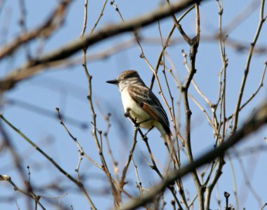 FLYCATCHER, ASH-THROATED (3-5-08) patagonia lake state park, az -01