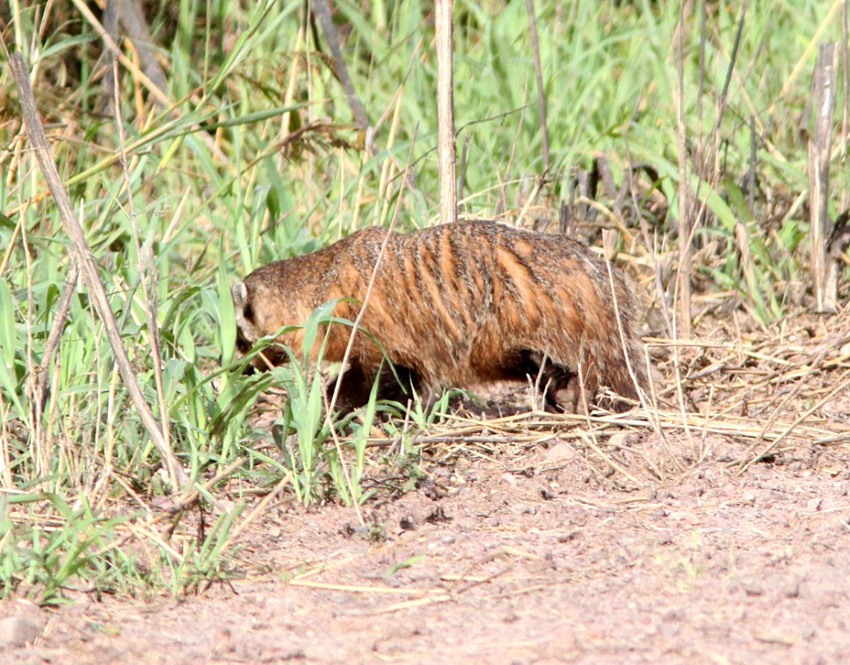 BADGER (taxidea taxus) (9-27-10) san rafael valley grasslands, scc, az -01