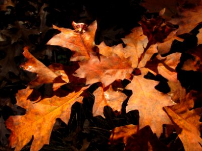 Fall Texture 966