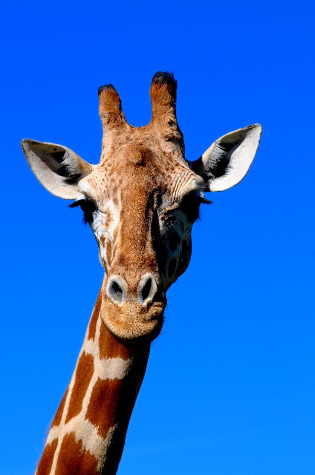 Western Plains Zoo - Dubbo NSW