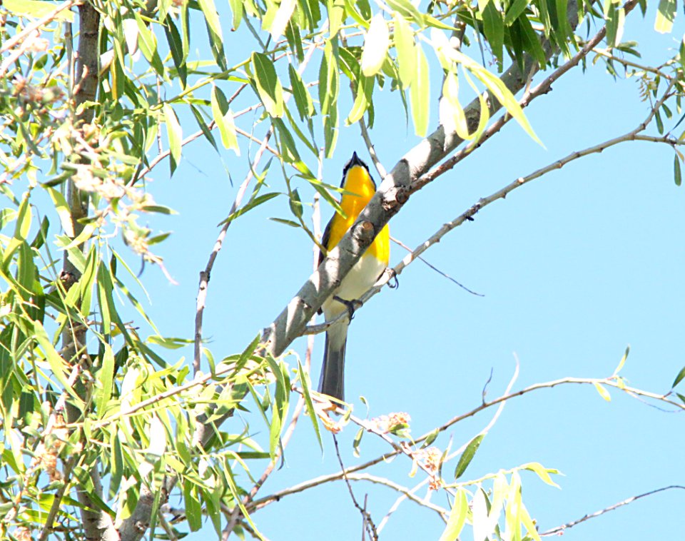 CHAT, YELLOW-BREASTED (5-10-10) patagonia lake st pk, sc co, az -01