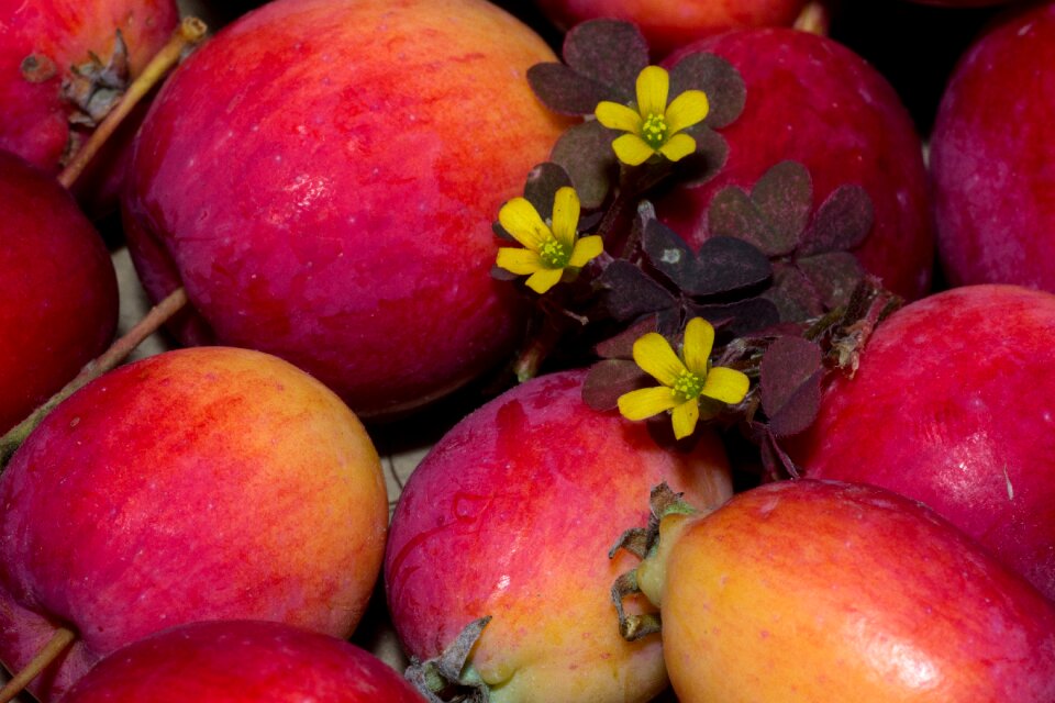 Garden red apple flowers