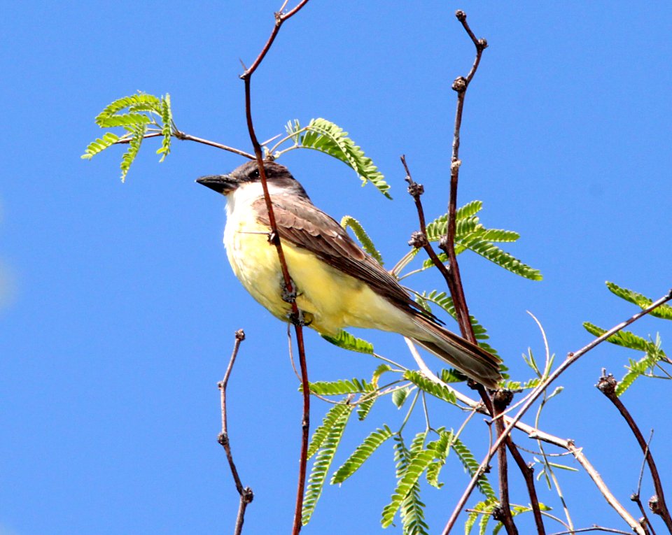 KINGBIRD, THICK-BILLED (5-12-10) patagonia roadside rest, sc co, az -03