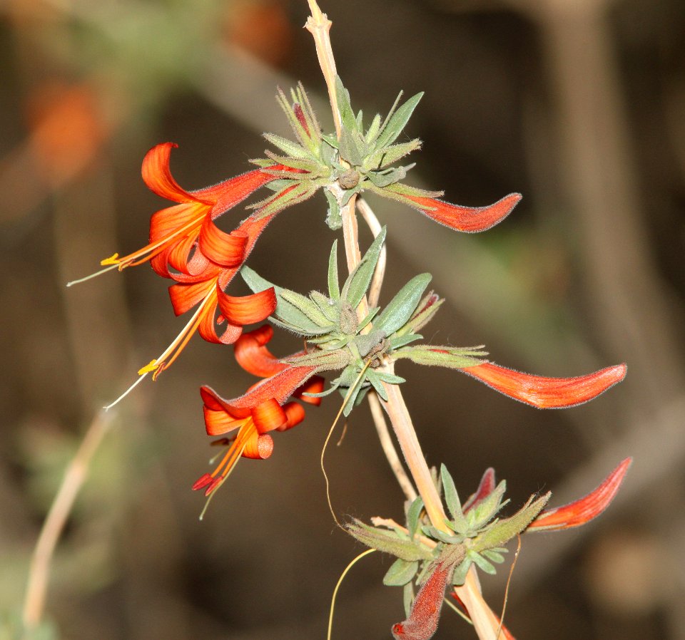 HONEYSUCKLE, DESERT (Anisa canthus Thurberi) (5-6-11) patagonia-sonoita creek preserve, scc, az -01