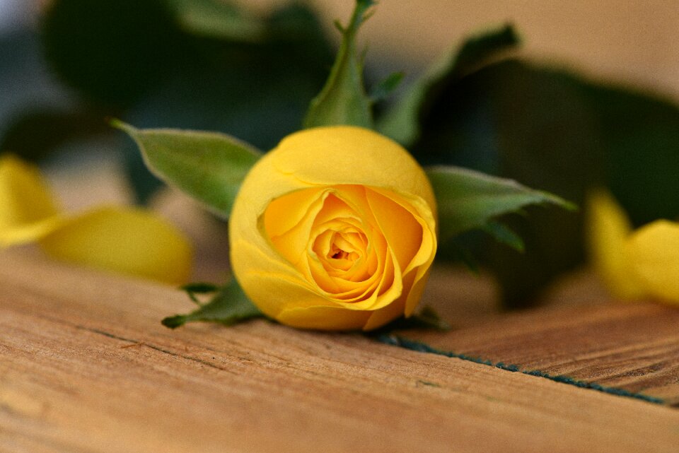 Bloom closed yellow