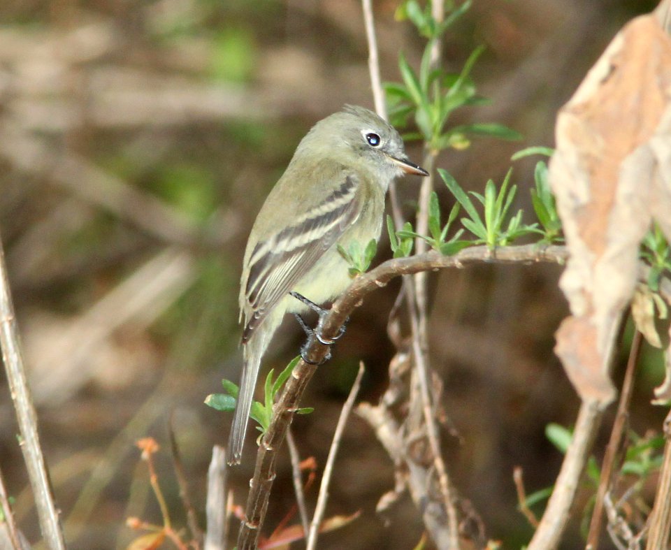 FLYCATCHER, HAMMOND'S (11-24-10) patagonia lake, scc, az -03