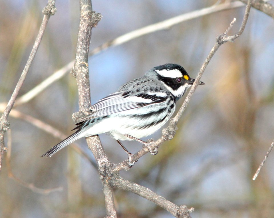 WARBLER, BLACK-THROATED GRAY (3-13-11) patagonia lake, scc,az -13