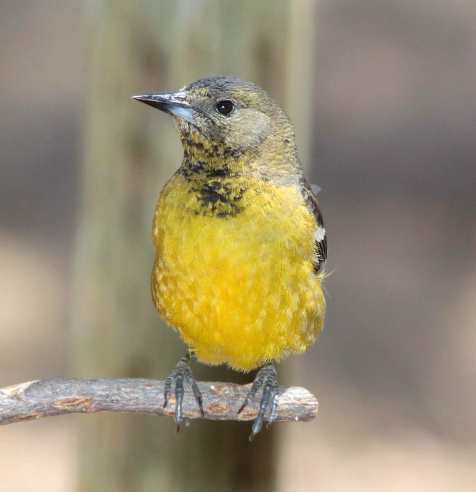 ORIOLE, SCOTT'S (4-11-11) 78 circulo montana, patagonia lake ranch estates, scc, az -11