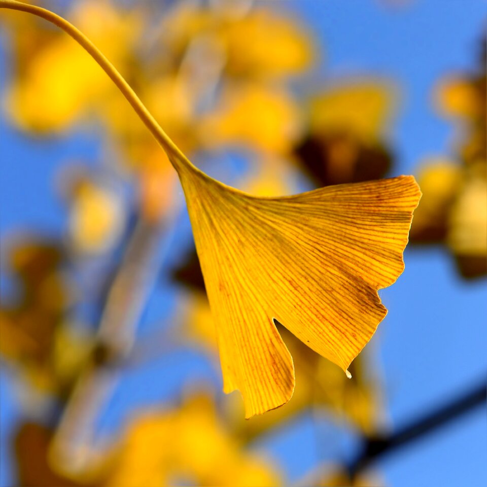 Ginkgo biloba autumn leaf autumn