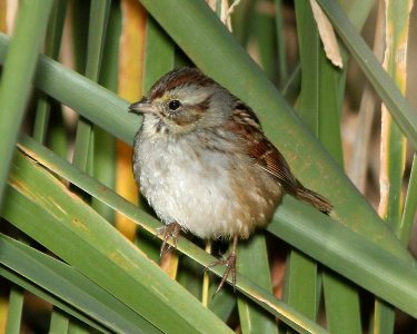 SPARROW, SWAMP (11-18-10) east end, patagonia lake, scc, az -01
