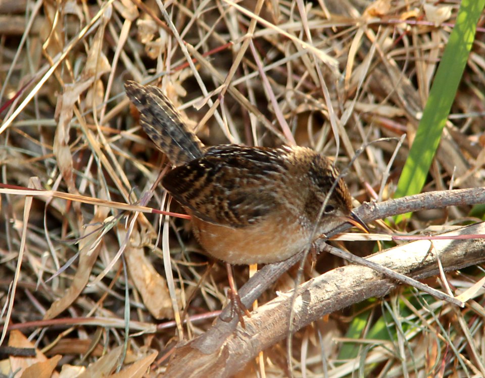 WREN, SEDGE (12-2-10) pena blanca lake, scc, az -02