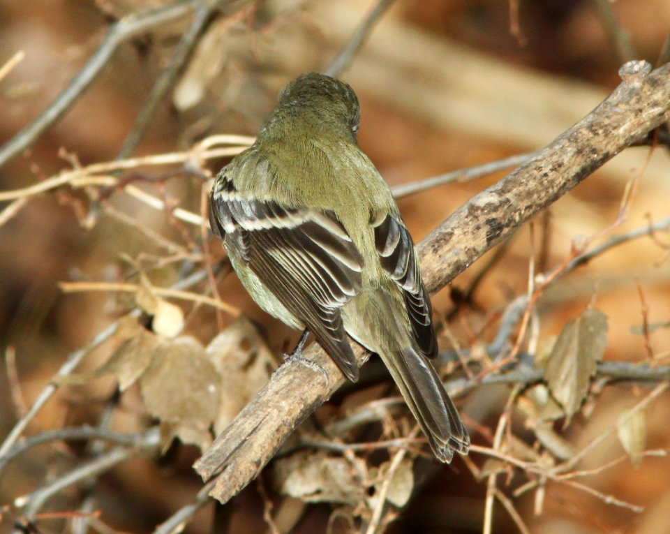 FLYCATCHER, HAMMOND'S (1-2-11) north along river from santa gertrudis lane, tumacacori, scc, az - 05