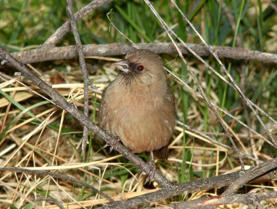 TOWHEE, ABERT'S (5-6-11) patagonia-sonoita creek preserve, scc, az -02